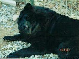 Buffy with 11 months (12379 bytes)