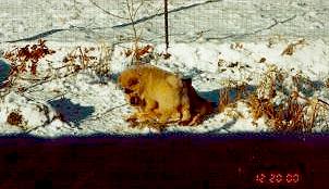 pups122000.jpg (15964 bytes)
