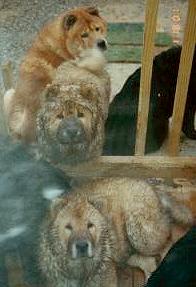 pupsrainpups.jpg (12631 bytes)